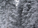 Powder days - Bulgaria